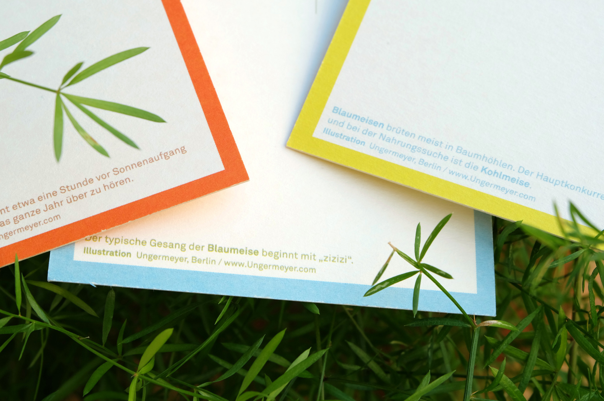 Vogelpostkarten - Rückseiten