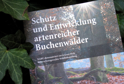 Schutz und Entwicklung artenreicher Buchenwälder
